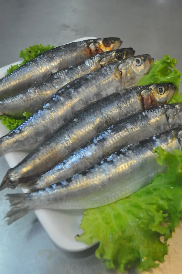 sardinha